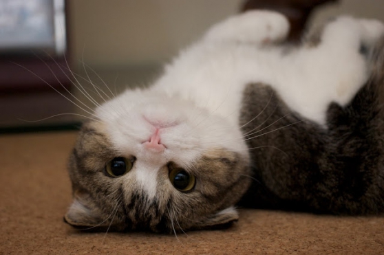 pure race Chatons Scottish fold