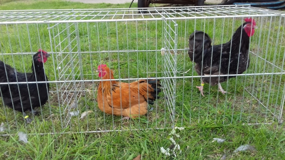 Coq Orpington naine