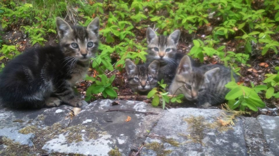 4 Chatons tigrés de 2 mois - 50EUR