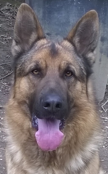 4 chiots femelles berger allemand - Photo 3