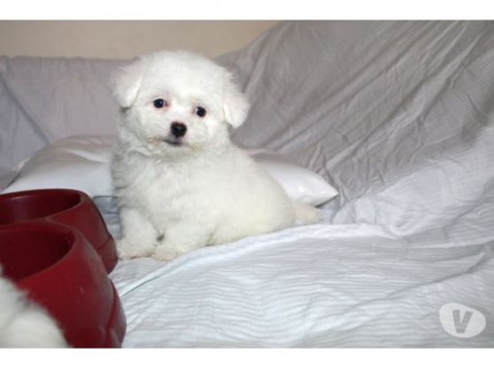 Bichon Maltais Nain