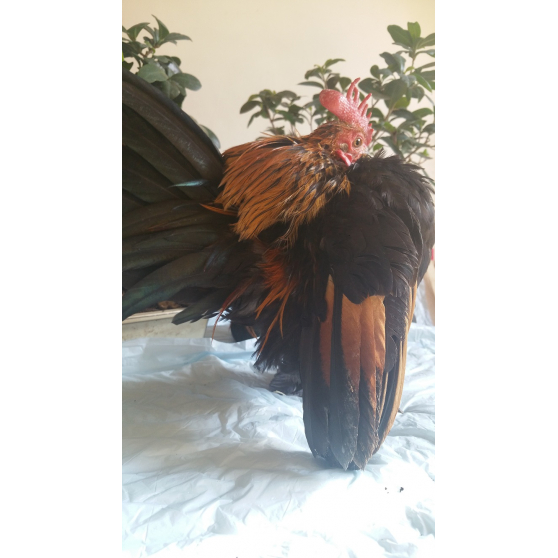 ayam malay serama
