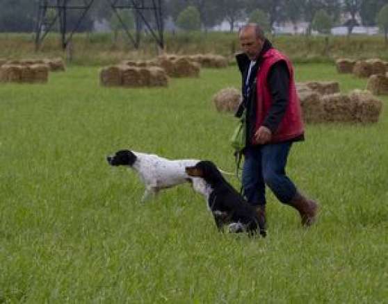 Education canine dressage chasse