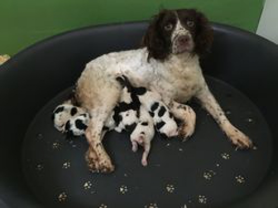 vends Springer spaniel english