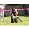 A reserver chiots whippet LOF
