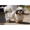 Shi Tzu