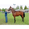 VENDS CHEVAL DE SELLE DE 4 ANS