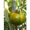 plants de légumes divers