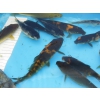 carpe koi