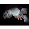 jeunes chinchillas